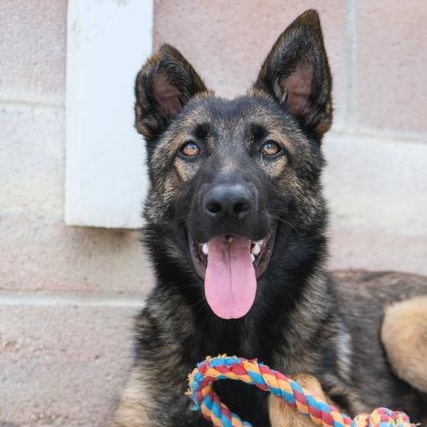 Enlarge Willow, a Adoptable German Shepherd Dog in Newport Beach, CA image 1/1