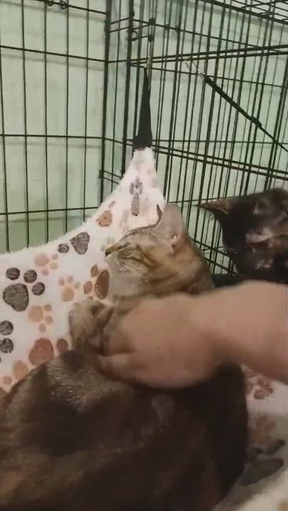 Enlarge Lulu, a Adoptable Domestic Short Hair in Rochester, NY video 5/5