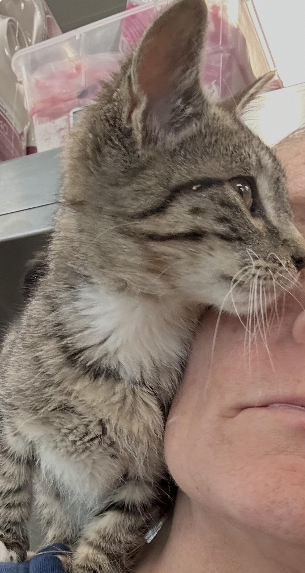 Arlo, an adopted Domestic Short Hair in Old Bridge, NJ image 2/2