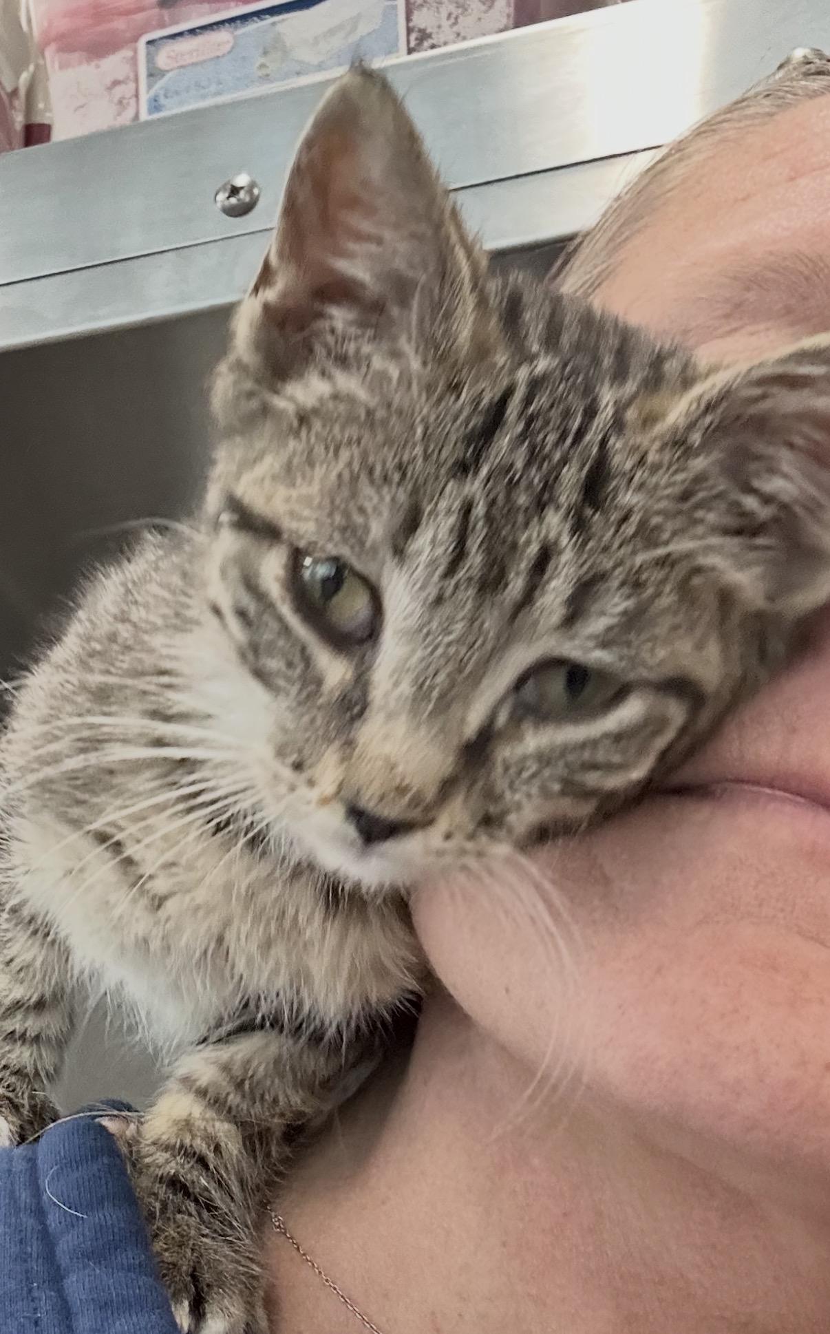 Arlo, adopted, Kitten Male Domestic Short Hair.