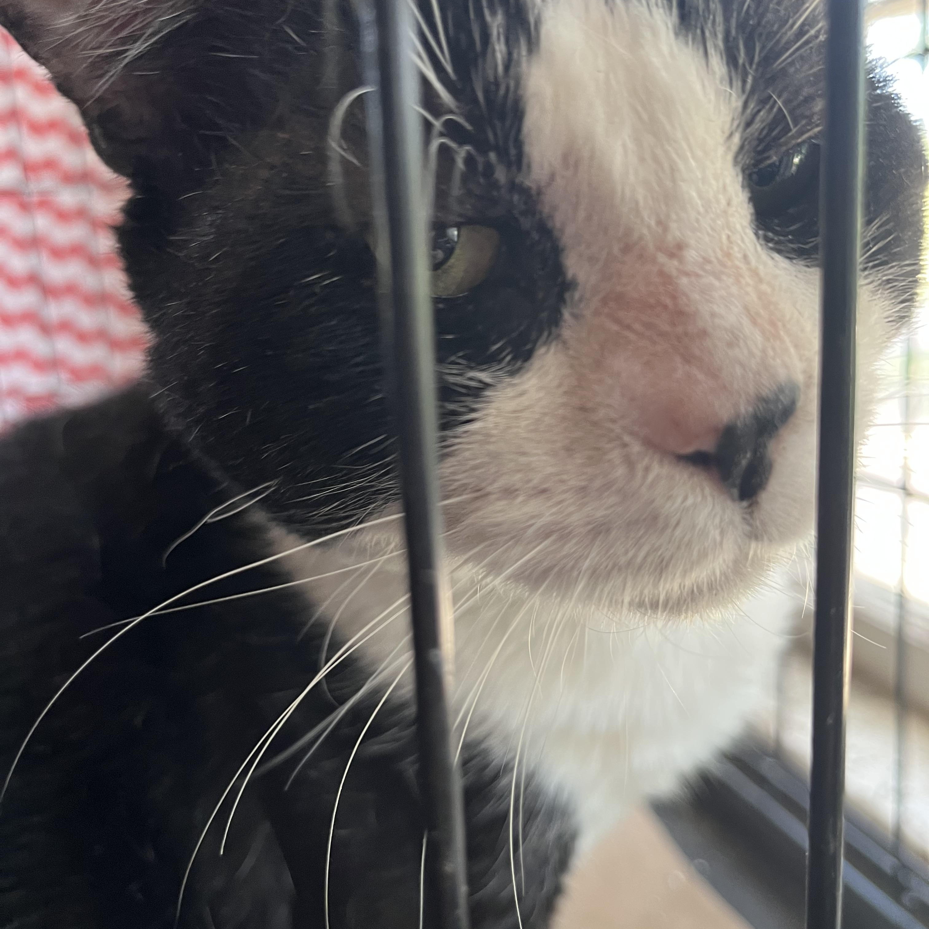 Enlarge Teddy Bear, a ADOPTABLE Tuxedo in Hammond, LA image 3/3