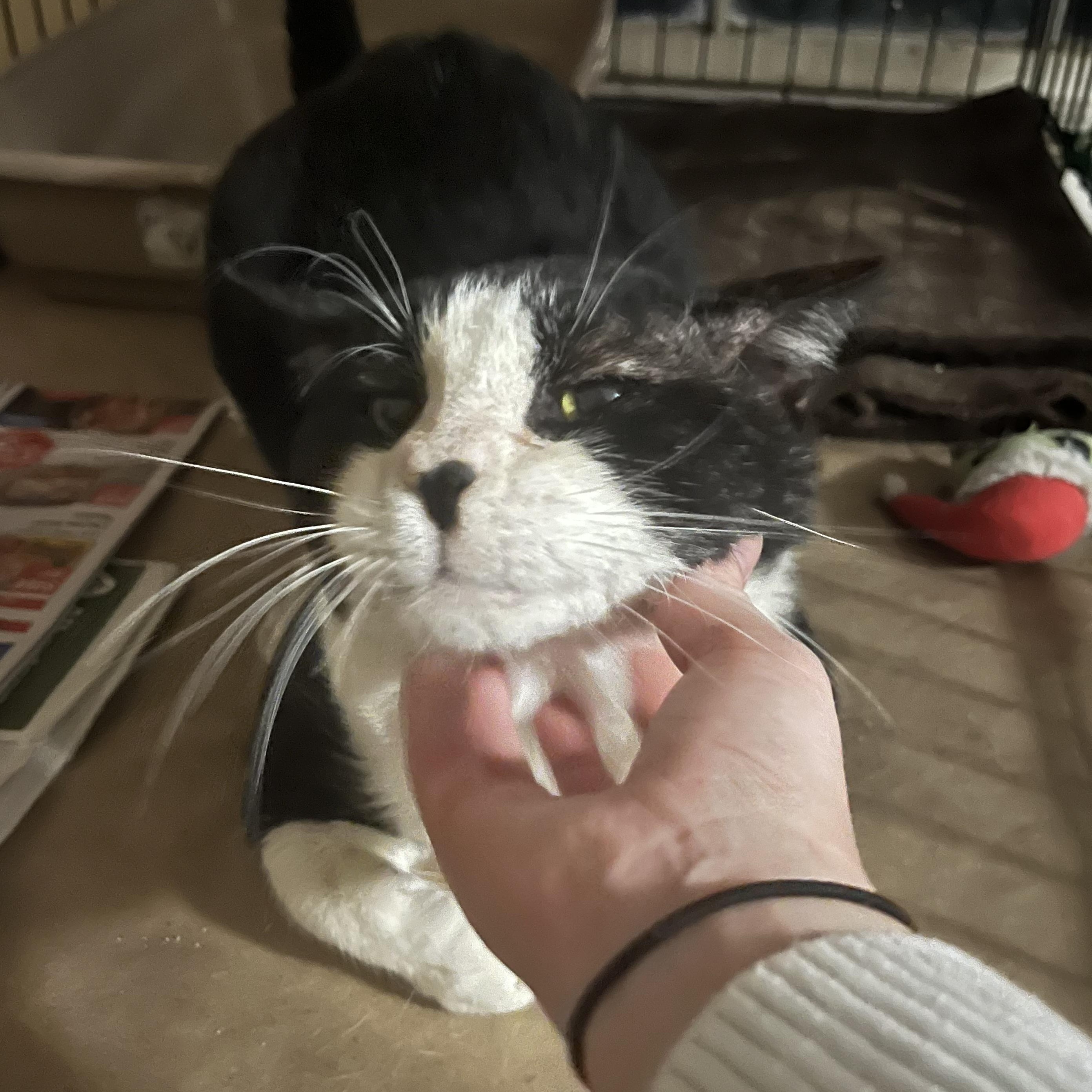 Enlarge Teddy Bear, a ADOPTABLE Tuxedo in Hammond, LA image 2/3