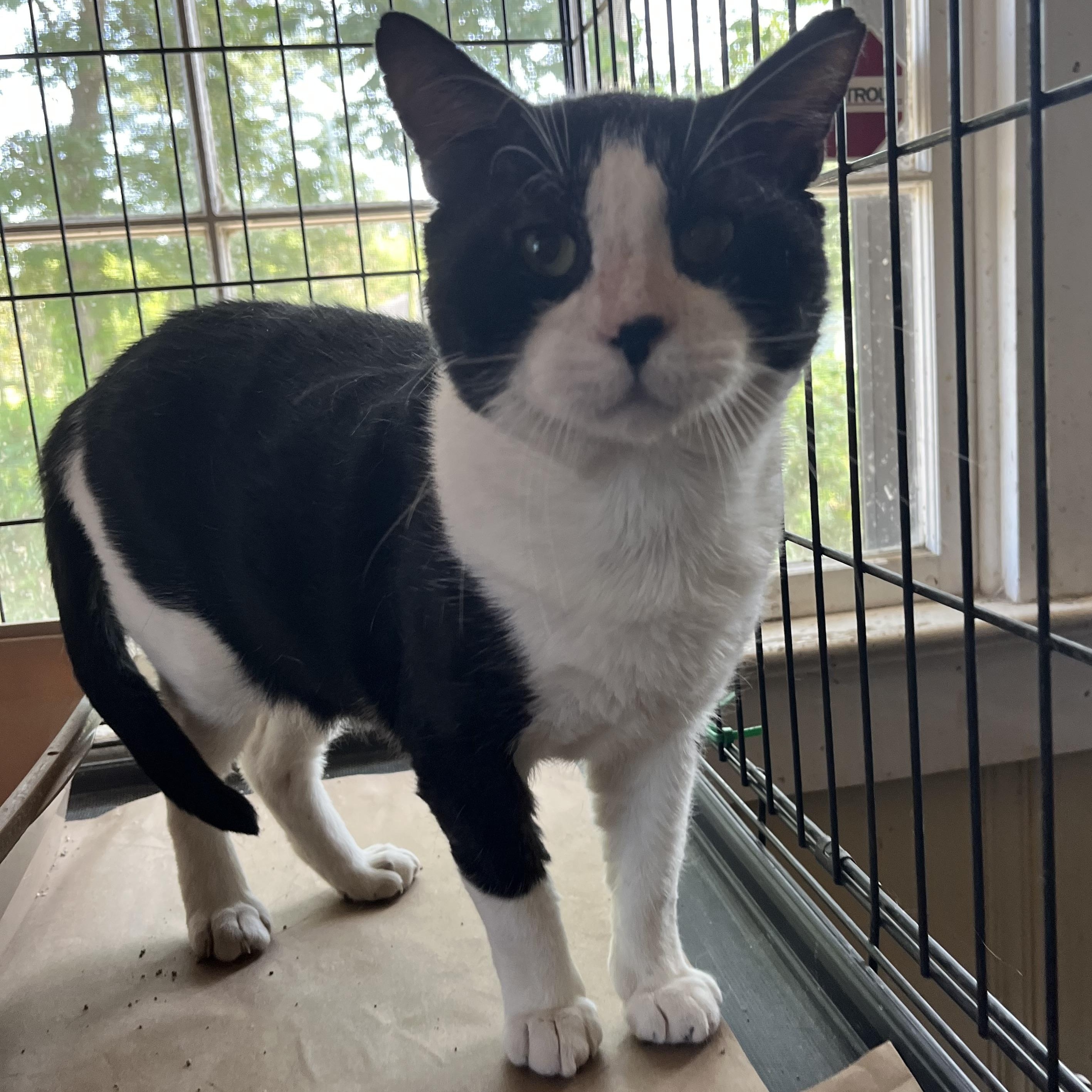 Teddy Bear, ADOPTABLE, Young Male Tuxedo.