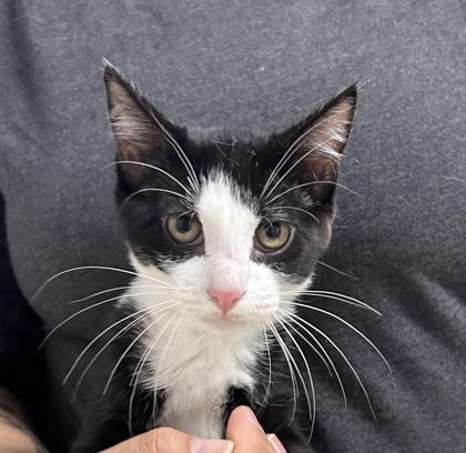 Enlarge Skipper, a Adoptable mixed breed in Sanford, FL image 1/1