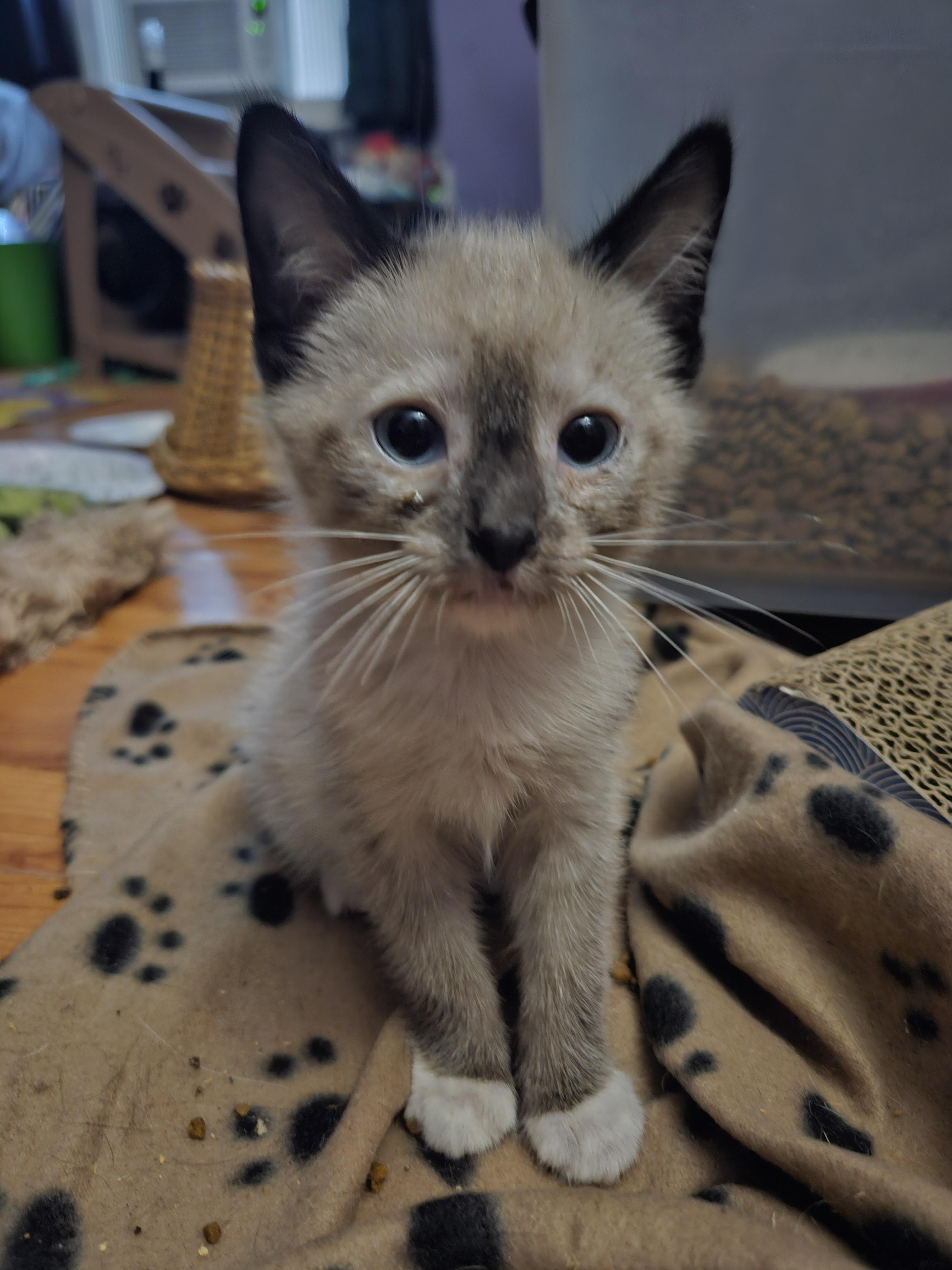 Peter, Adopted, Kitten Male Siamese.