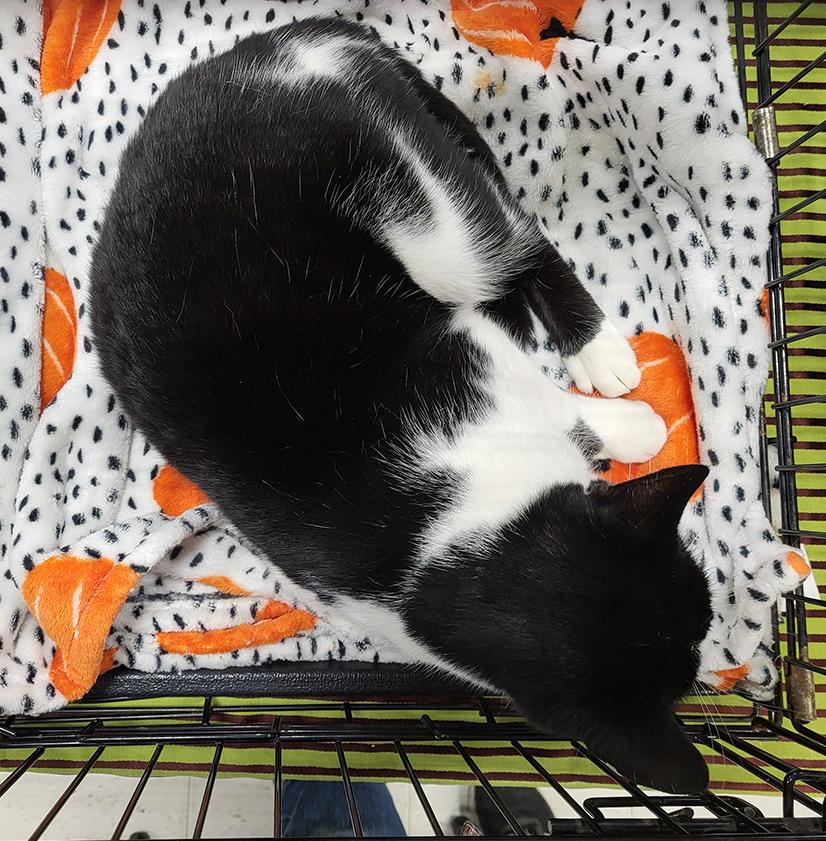 Turbo Tux, a hold Domestic Short Hair in Spring Lake Park, MN image 2/6