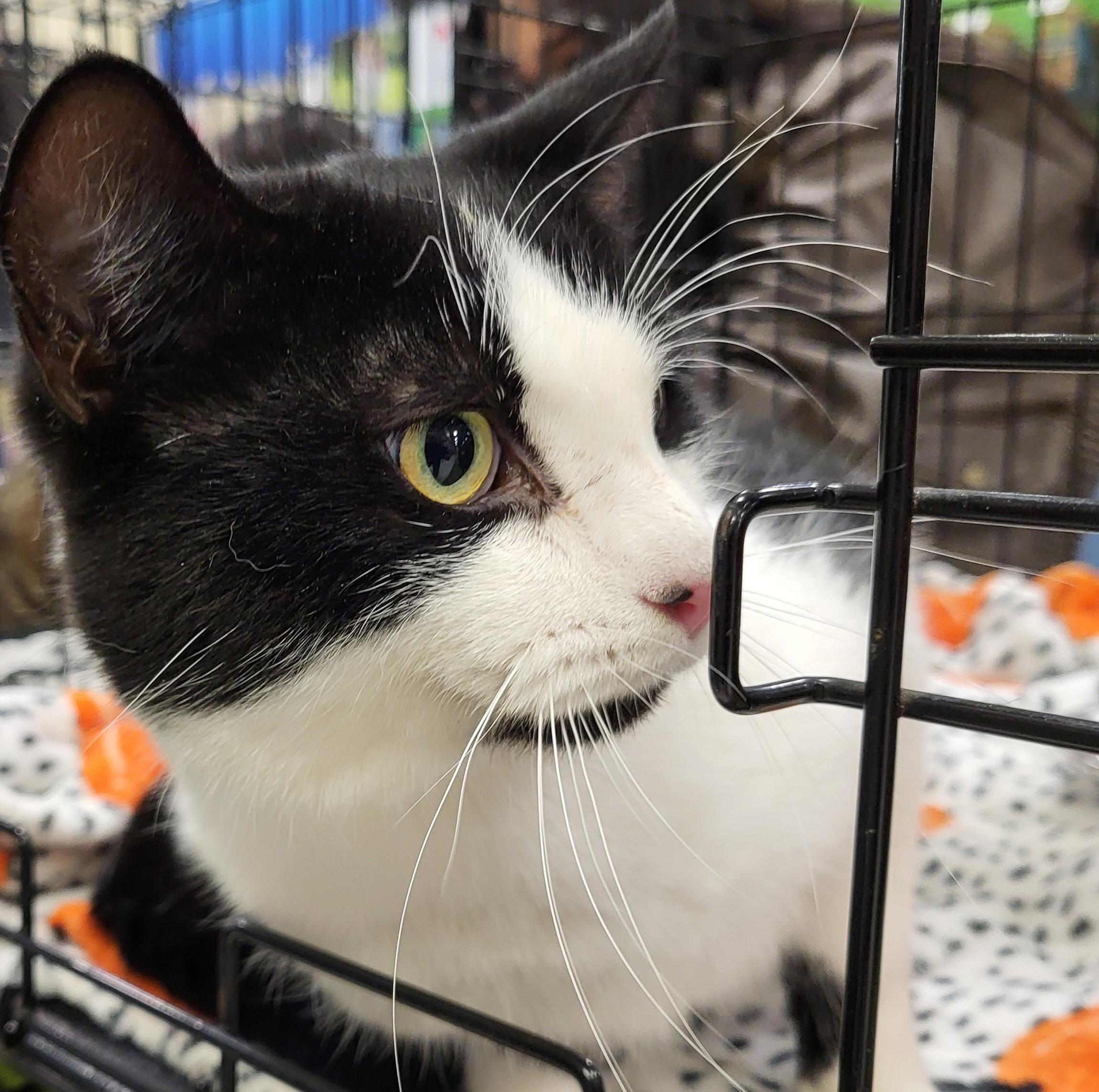 Turbo Tux, a hold Domestic Short Hair in Spring Lake Park, MN image 4/6