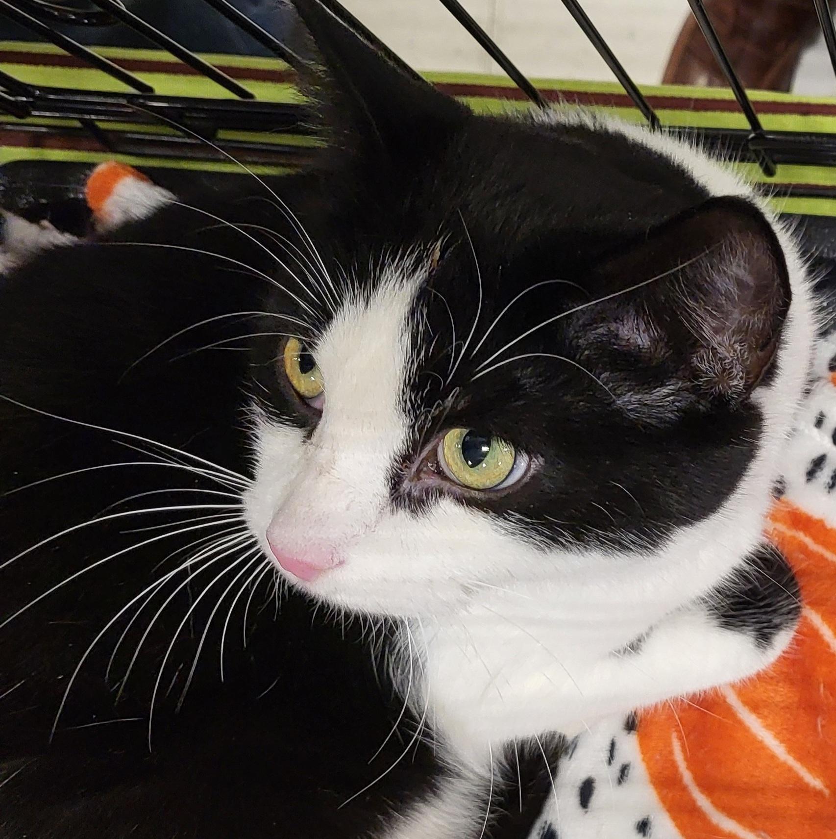 Turbo Tux, a hold Domestic Short Hair in Spring Lake Park, MN image 6/6