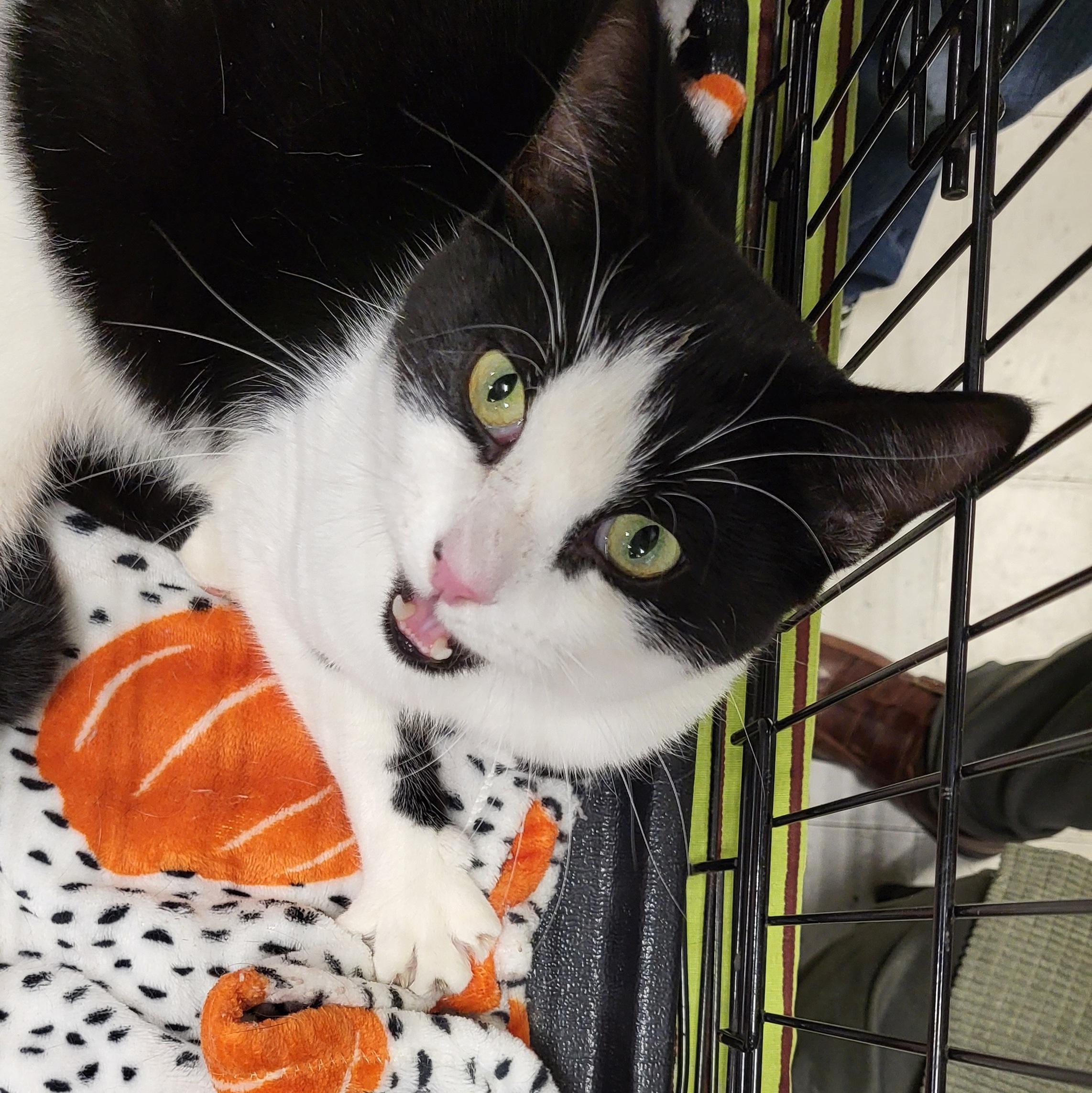 Turbo Tux, a hold Domestic Short Hair in Spring Lake Park, MN image 5/6