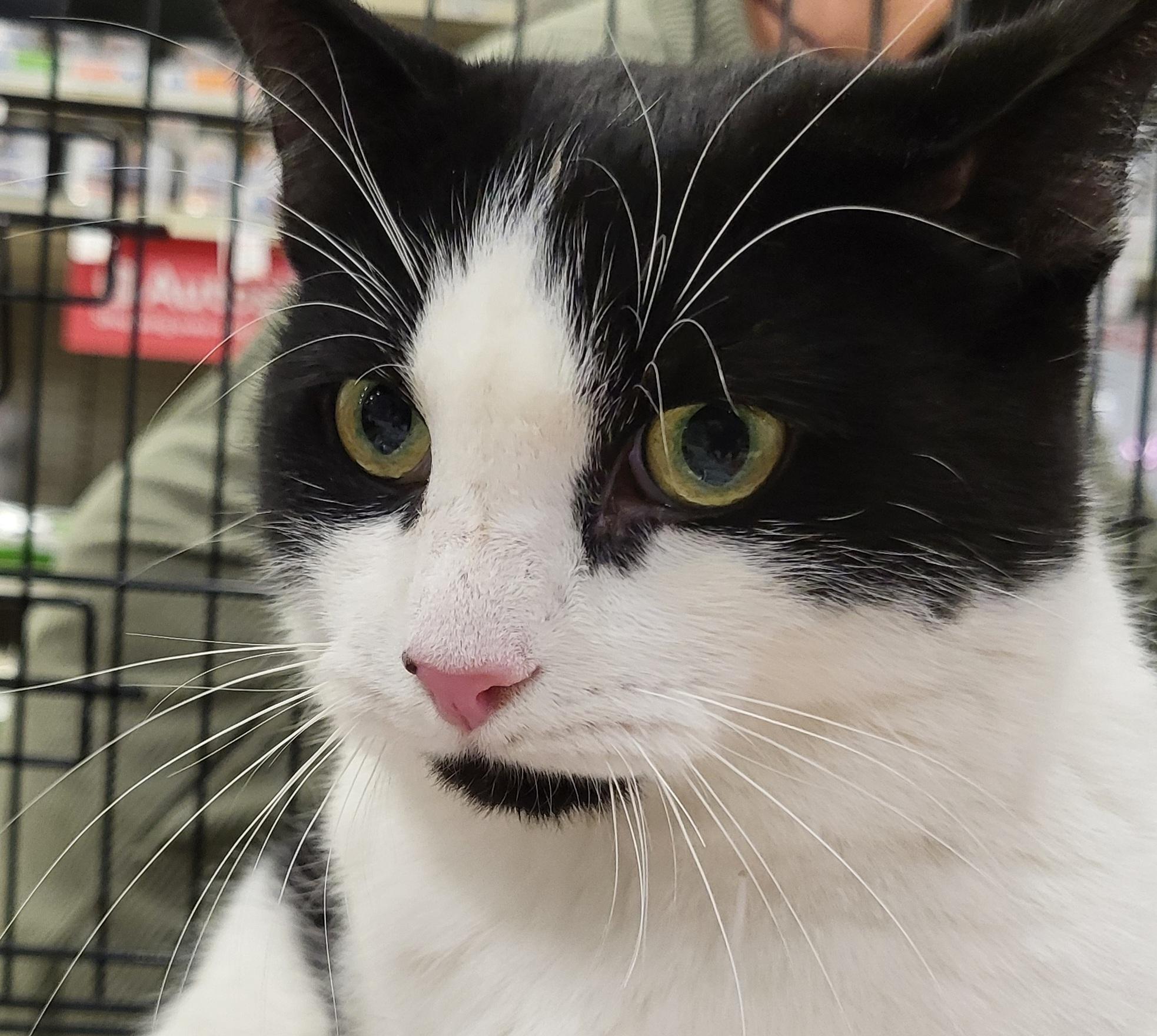 Turbo Tux, a hold Domestic Short Hair in Spring Lake Park, MN image 1/6