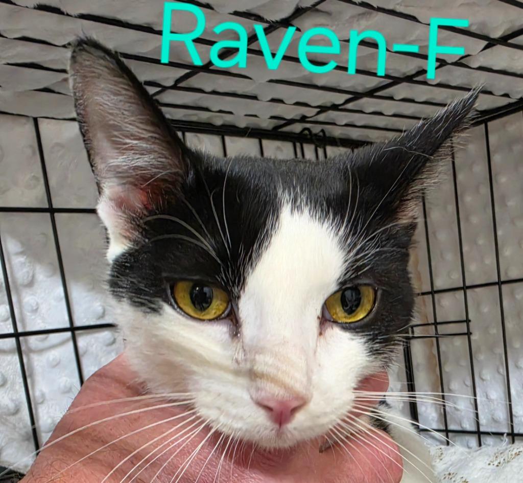 Raven, Adoptable, Kitten Female Domestic Short Hair.