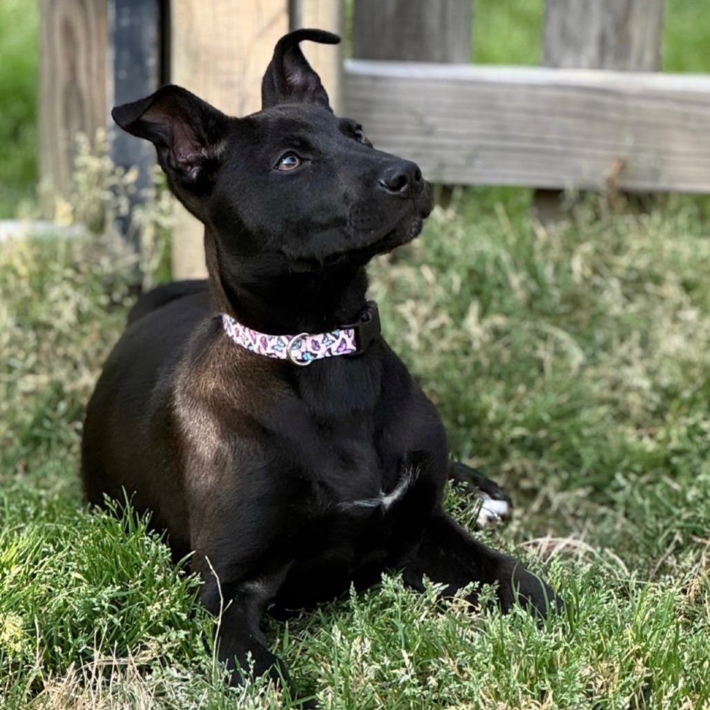 Gemma, Adoptable, Puppy Female Mixed Breed.