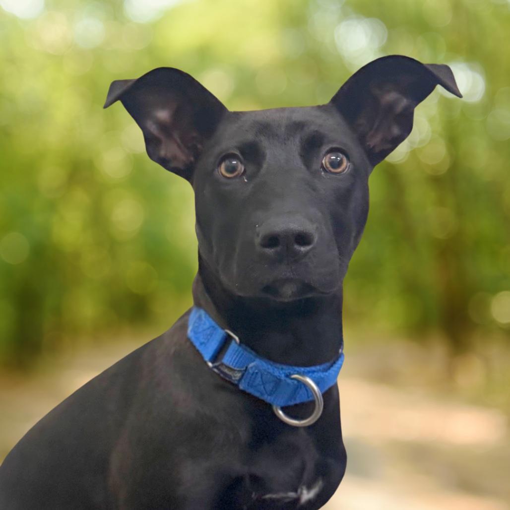 Enlarge Gemma, a Adoptable Mixed Breed in Hendersonville, NC image 2/4