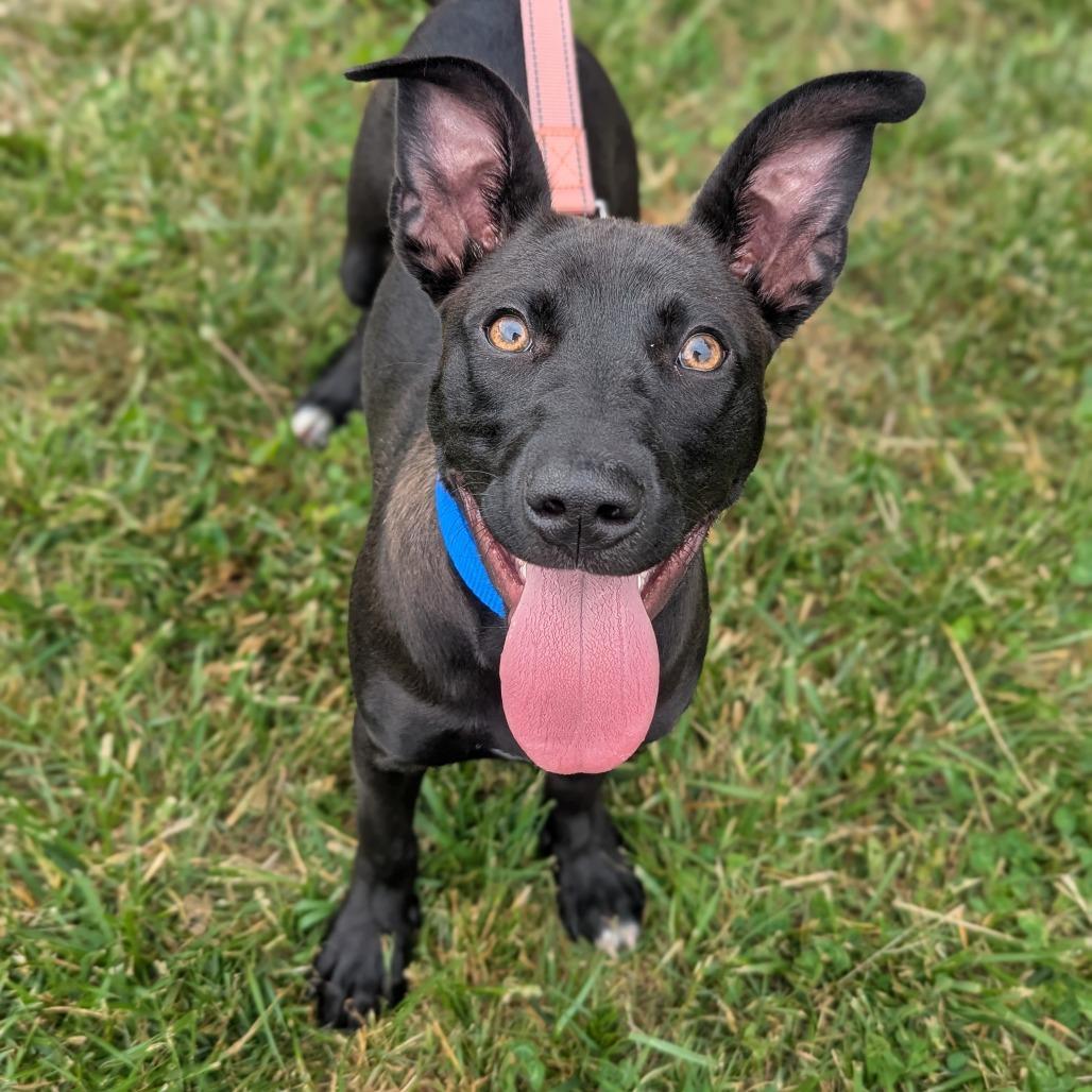 Enlarge Gemma, a Adoptable Mixed Breed in Hendersonville, NC image 3/4