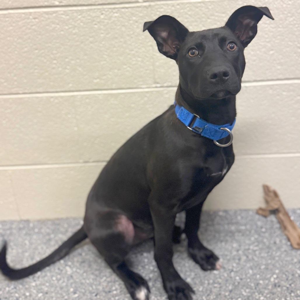 Enlarge Gemma, a Adoptable Mixed Breed in Hendersonville, NC image 4/4