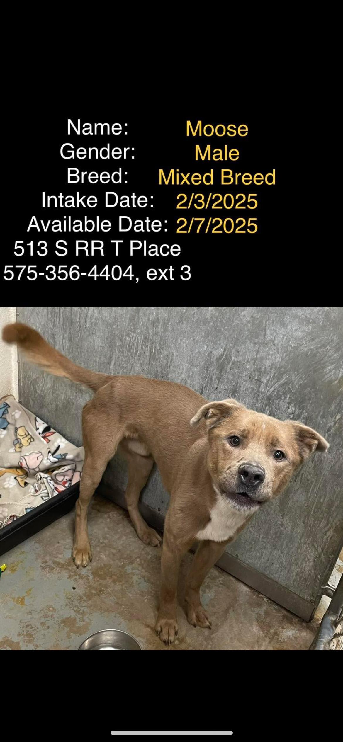 Moose, Adopted, Adult Male Pit Bull Terrier.