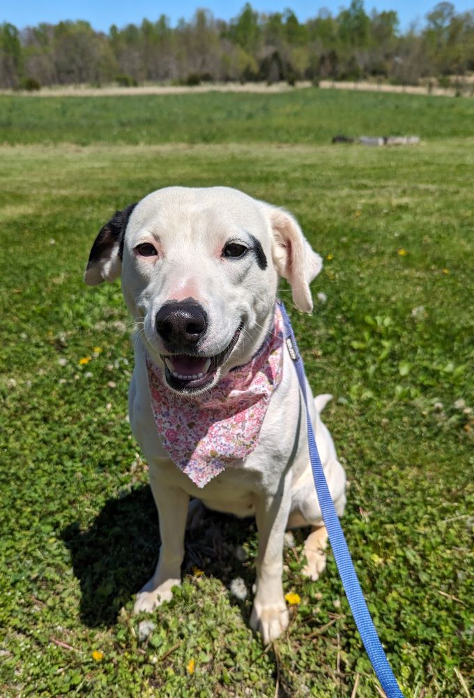 Dog for adoption Susie Fee Sponsor, an Australian Cattle Dog / Blue