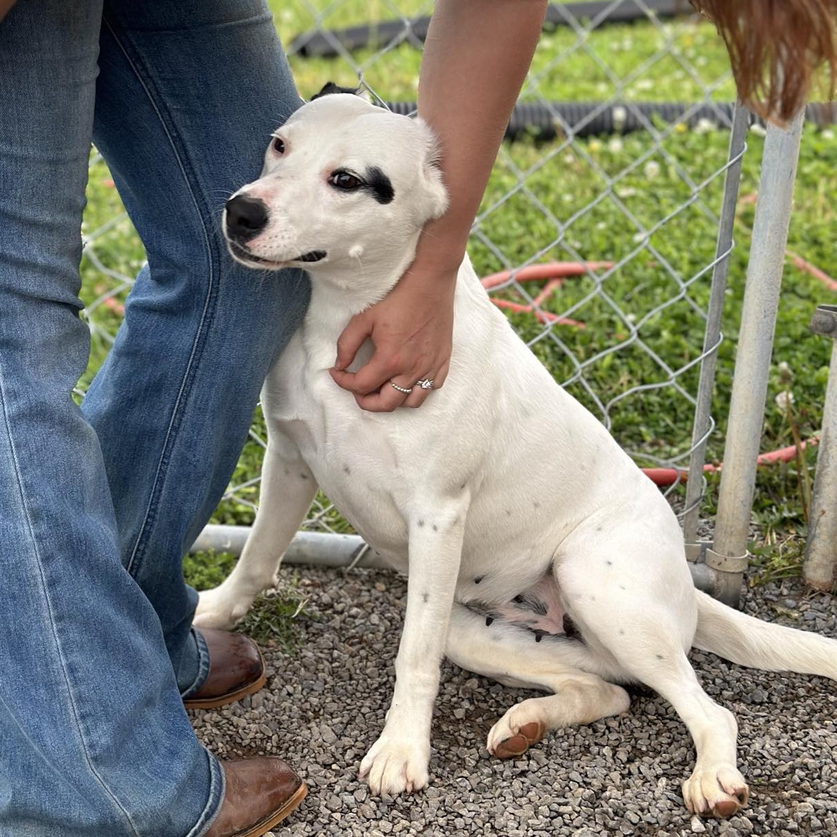 Dog for adoption Susie Fee Sponsor, an Australian Cattle Dog / Blue