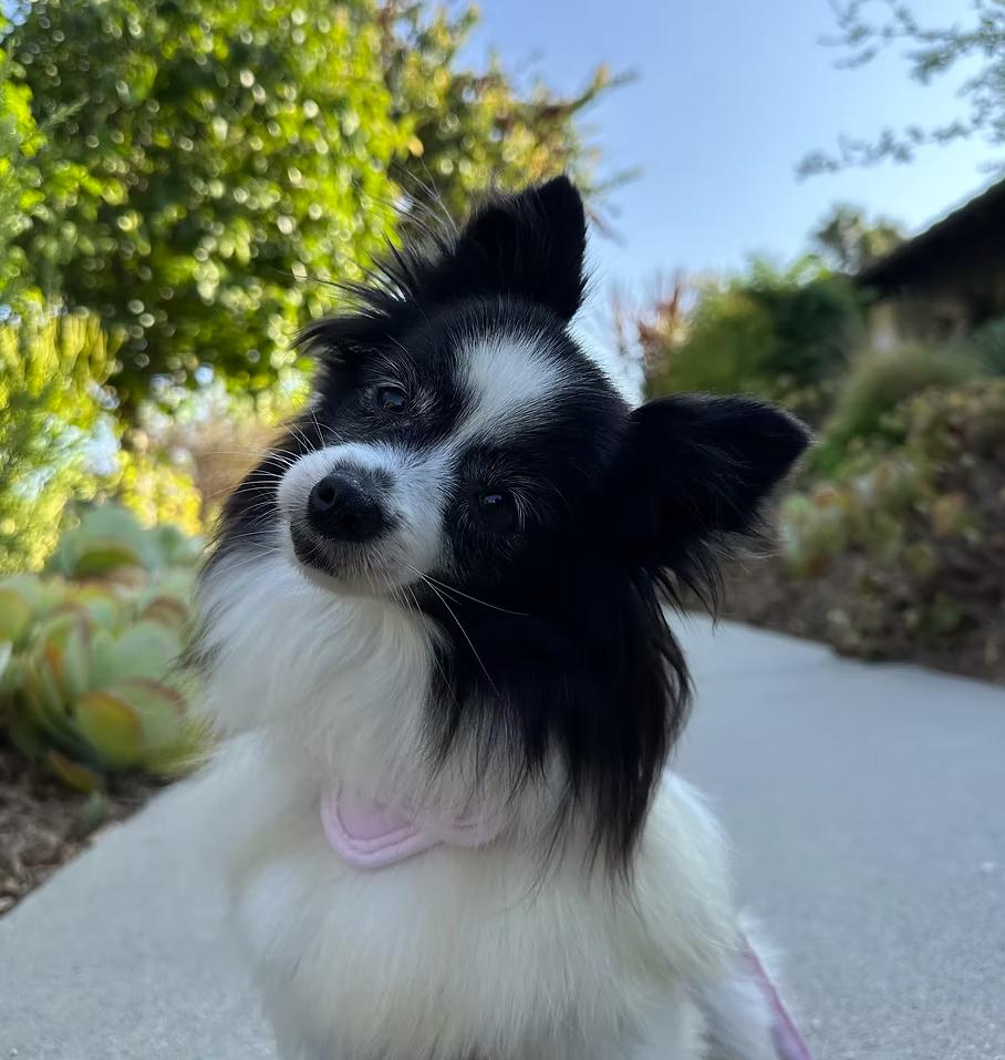 Enlarge Brady, a Adoptable Pomeranian in Placentia, CA image 1/1