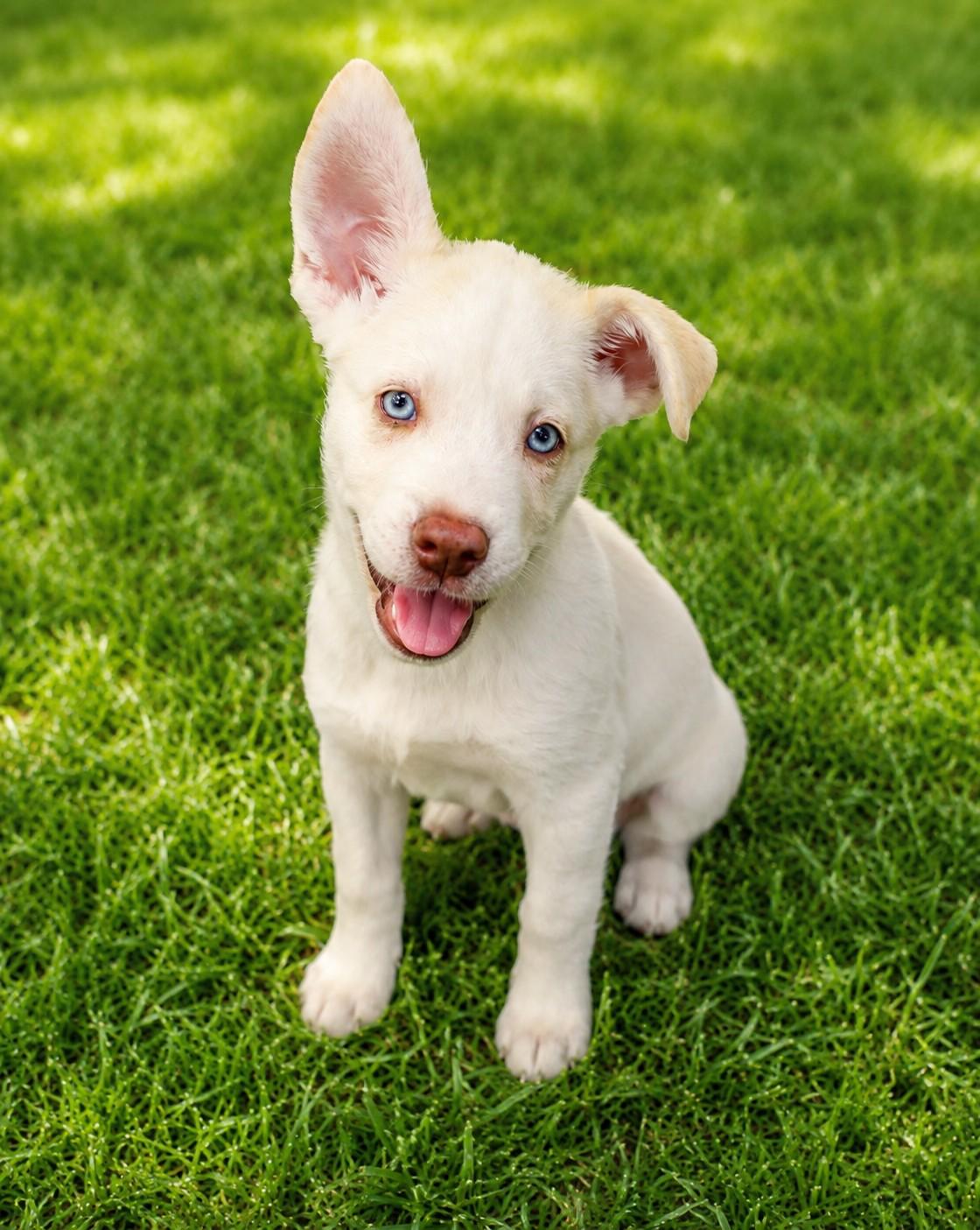 Enlarge Chuck, an adopted mixed breed in Cumming, GA image 1/1