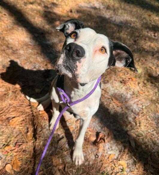 Enlarge Holly, a Adoptable mixed breed in Eutawville, SC image 2/3