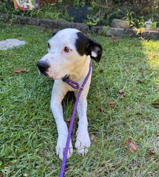 Enlarge Holly, a Adoptable mixed breed in Eutawville, SC image 3/3