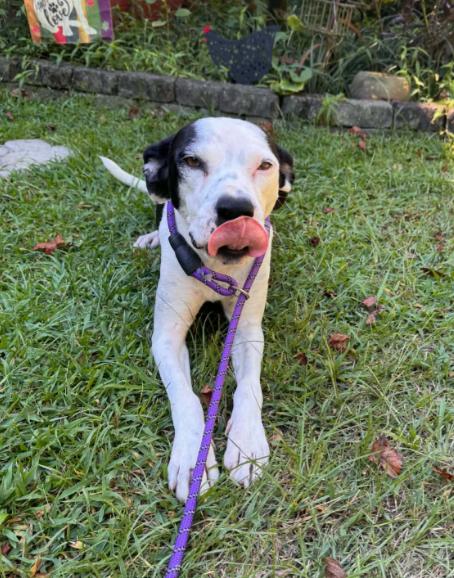 Enlarge Holly, a Adoptable mixed breed in Eutawville, SC image 1/3