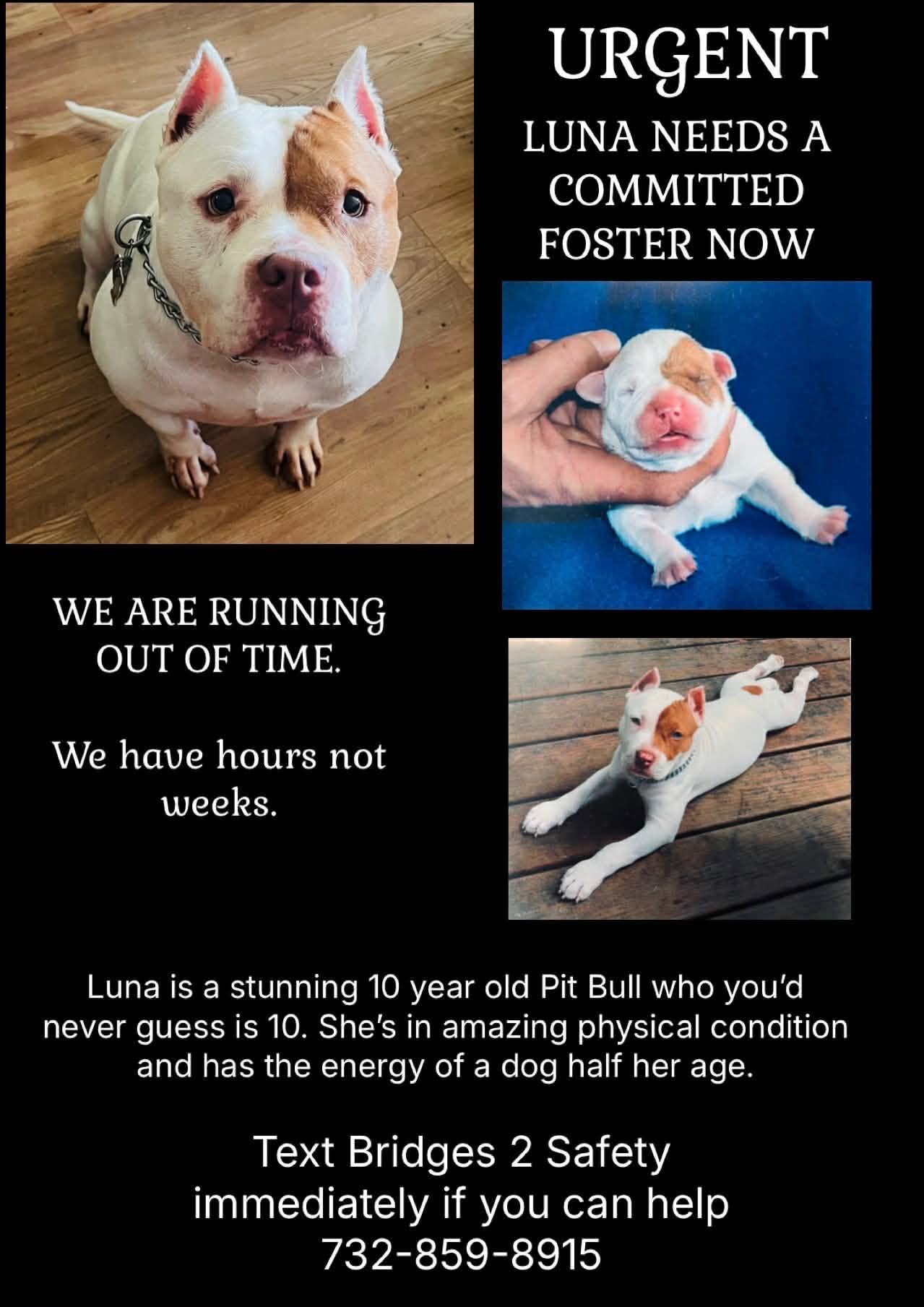 Enlarge Luna, a Adoptable mixed breed in Forked River, NJ image 1/1