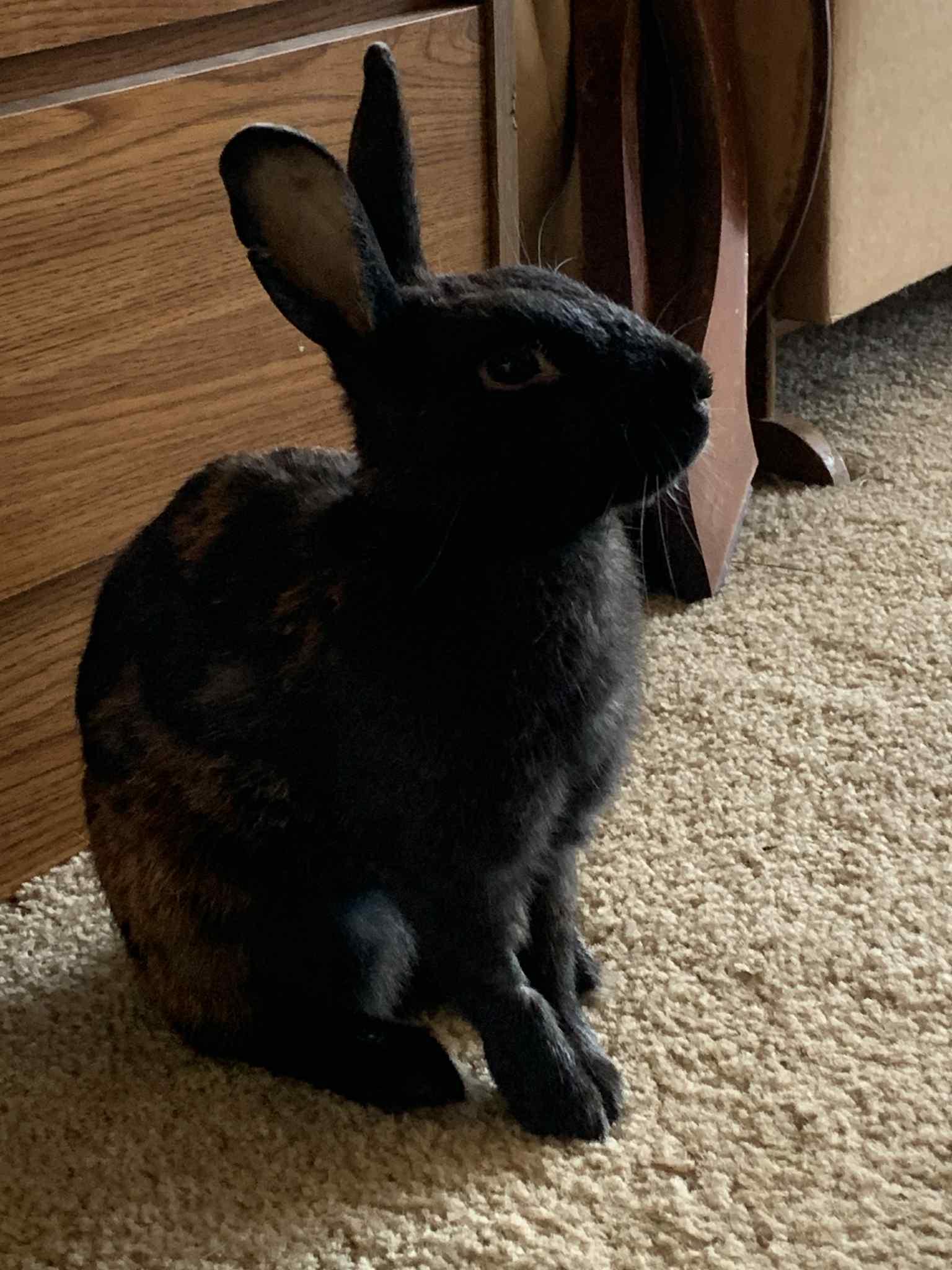 Enlarge Romeo, a Adopted Bunny Rabbit in Milwaukie, OR image 1/3