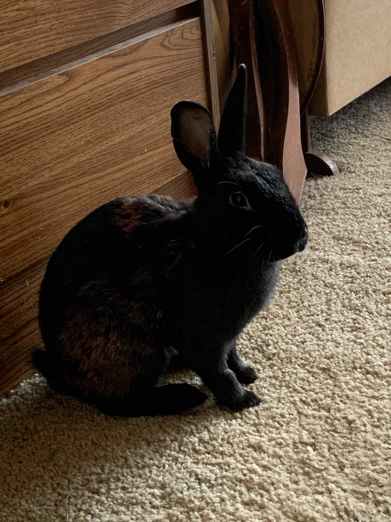 Enlarge Romeo, a Adopted Bunny Rabbit in Milwaukie, OR image 2/3