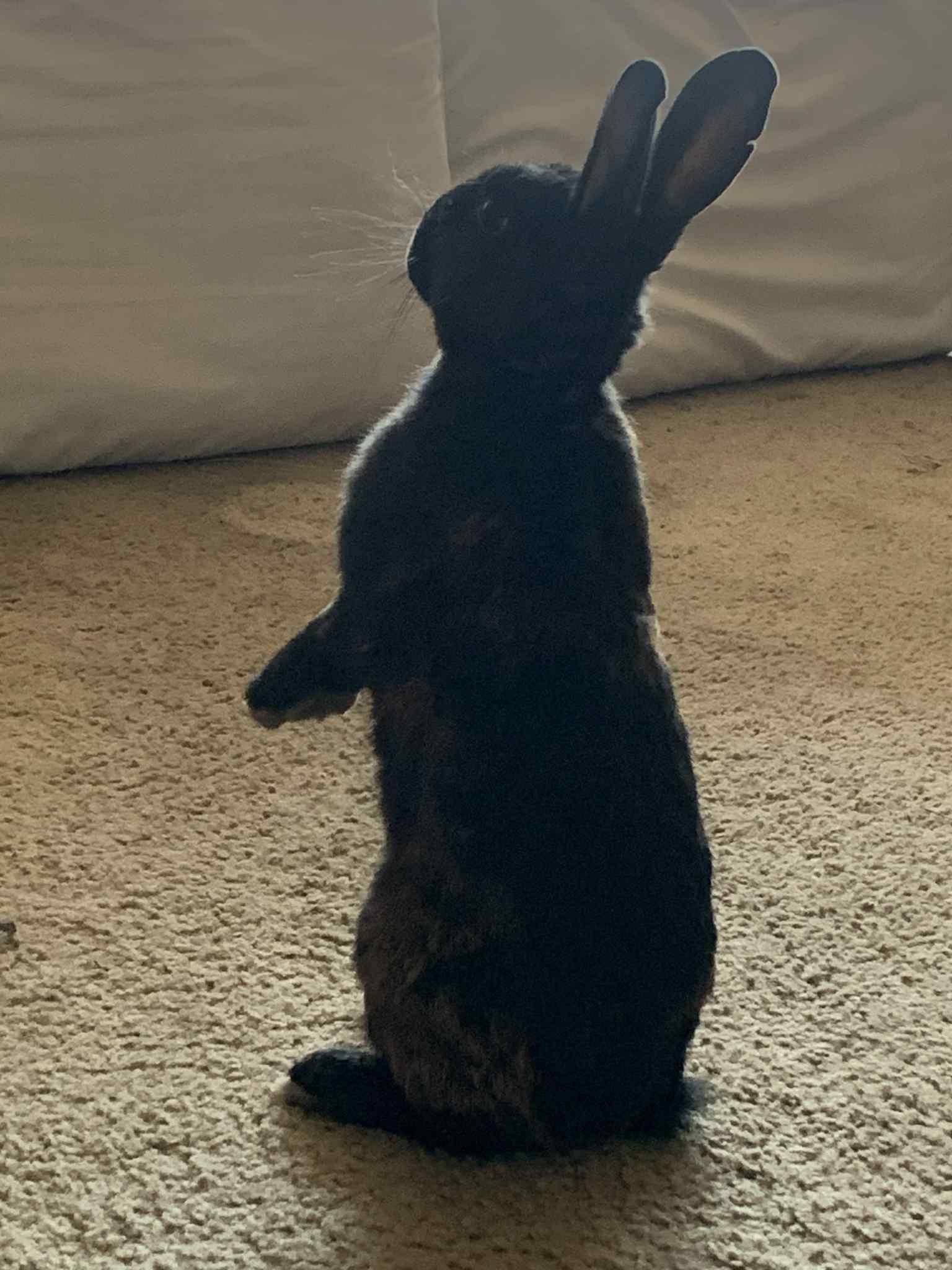 Enlarge Romeo, a Adopted Bunny Rabbit in Milwaukie, OR image 3/3
