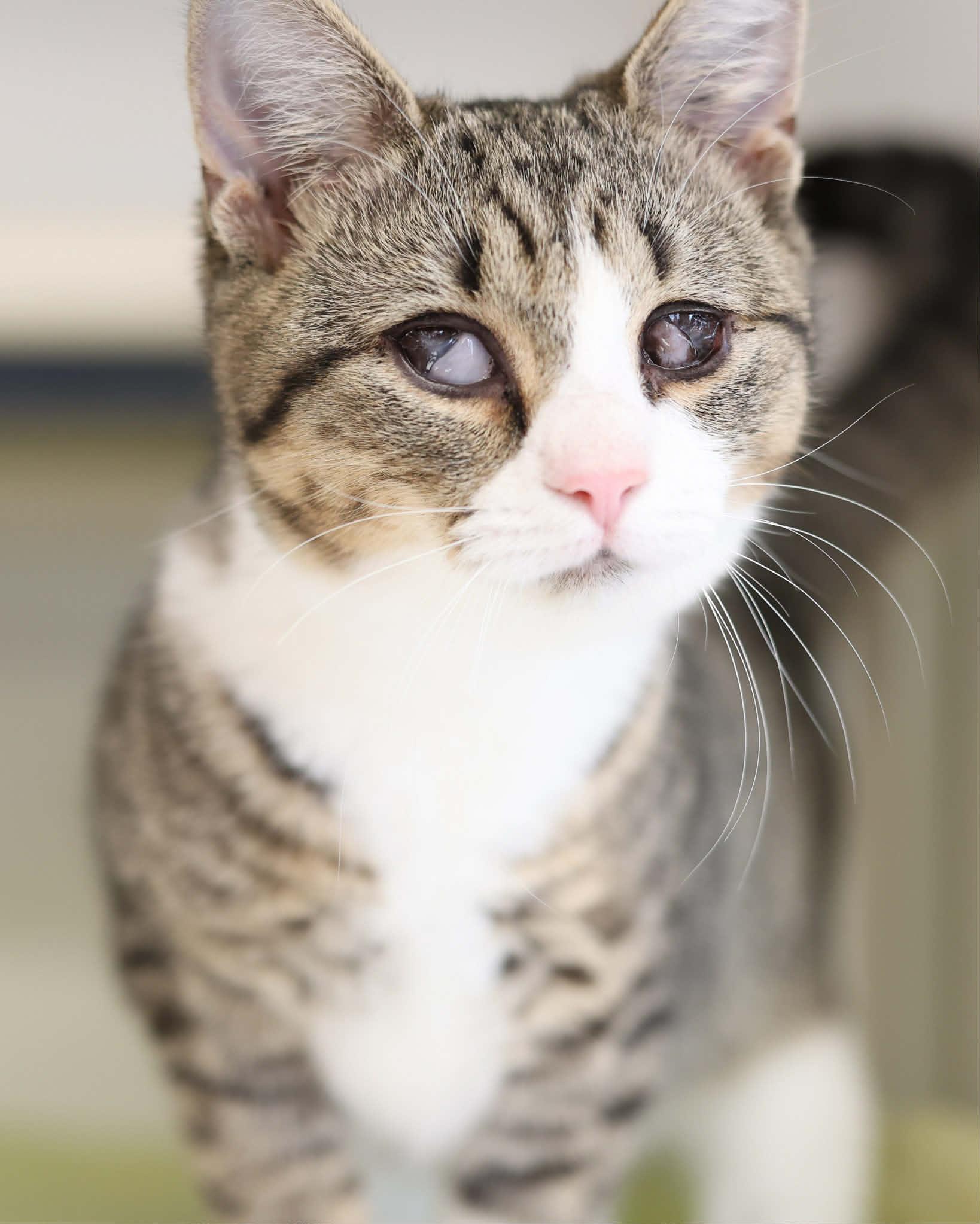 Enlarge MISO (0181), a ADOPTABLE Domestic Short Hair in Bridgeport, CT image 1/1