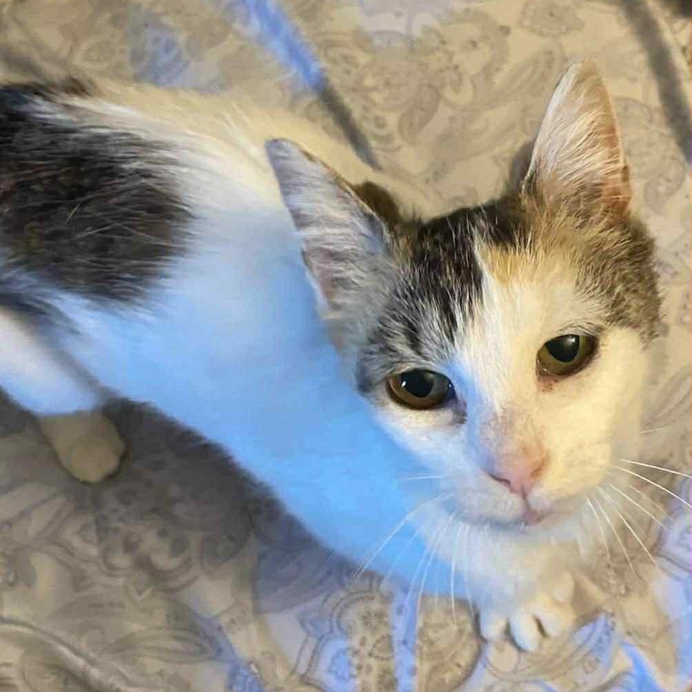 Miss Peaches @ Livonia PetSmart, Adult Female Calico