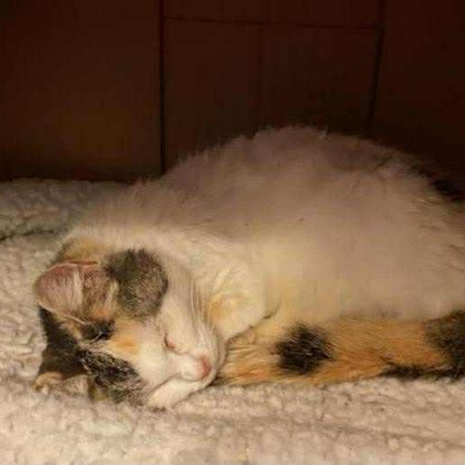 Miss Peaches @ Livonia PetSmart photo 3