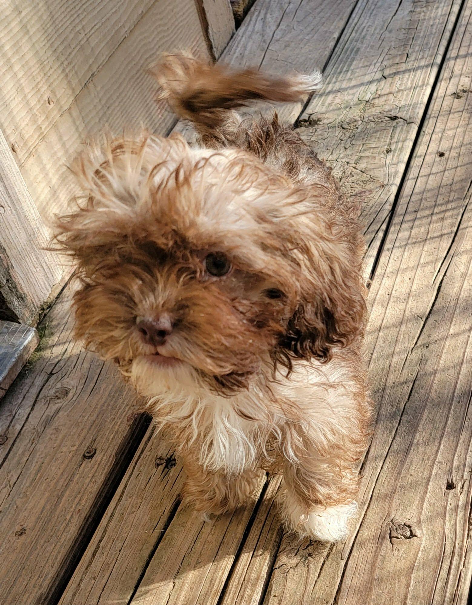 Enlarge Alex, an adopted mixed breed in Van Alstyne, TX image 2/3