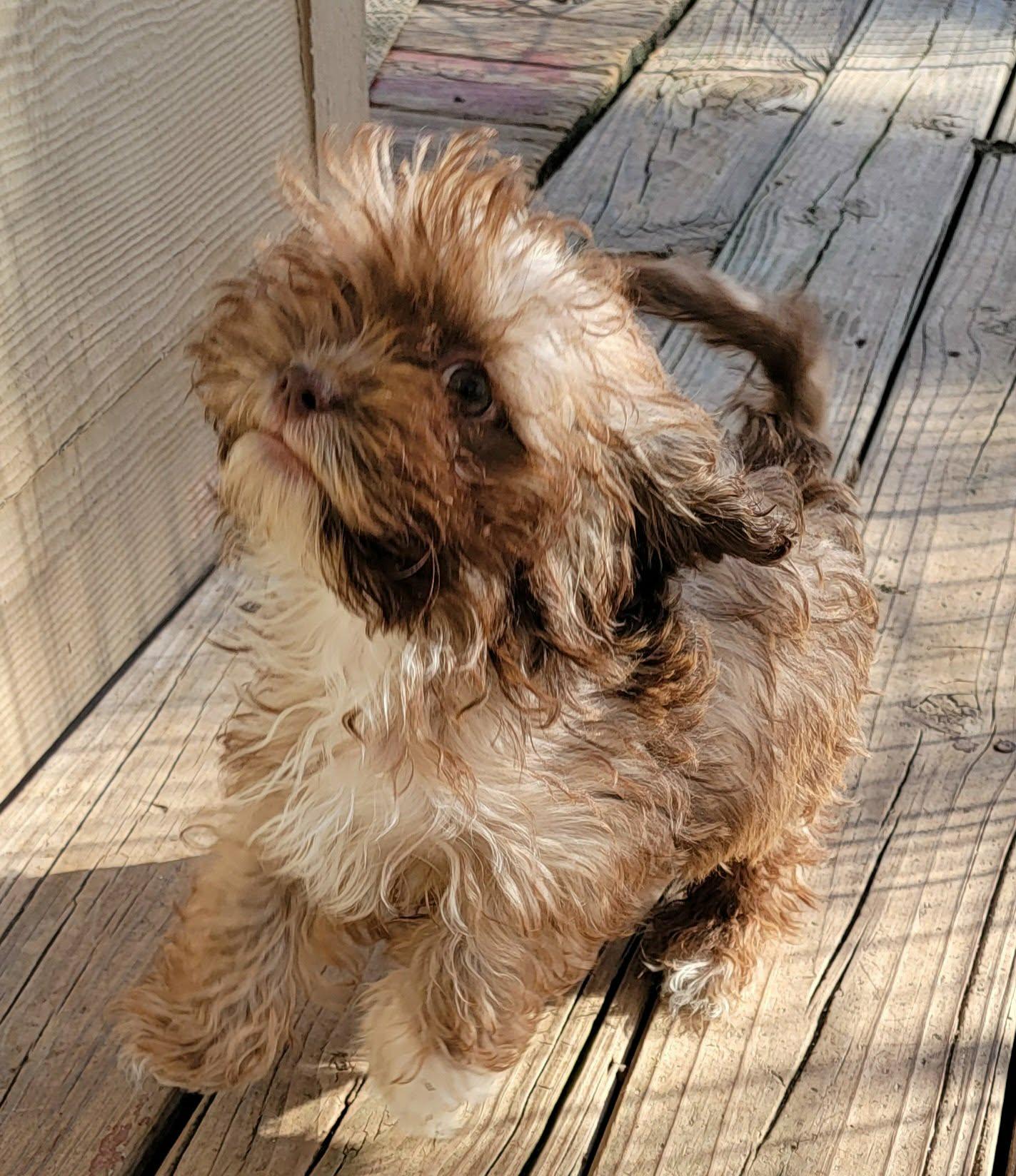 Enlarge Alex, an adopted mixed breed in Van Alstyne, TX image 3/3