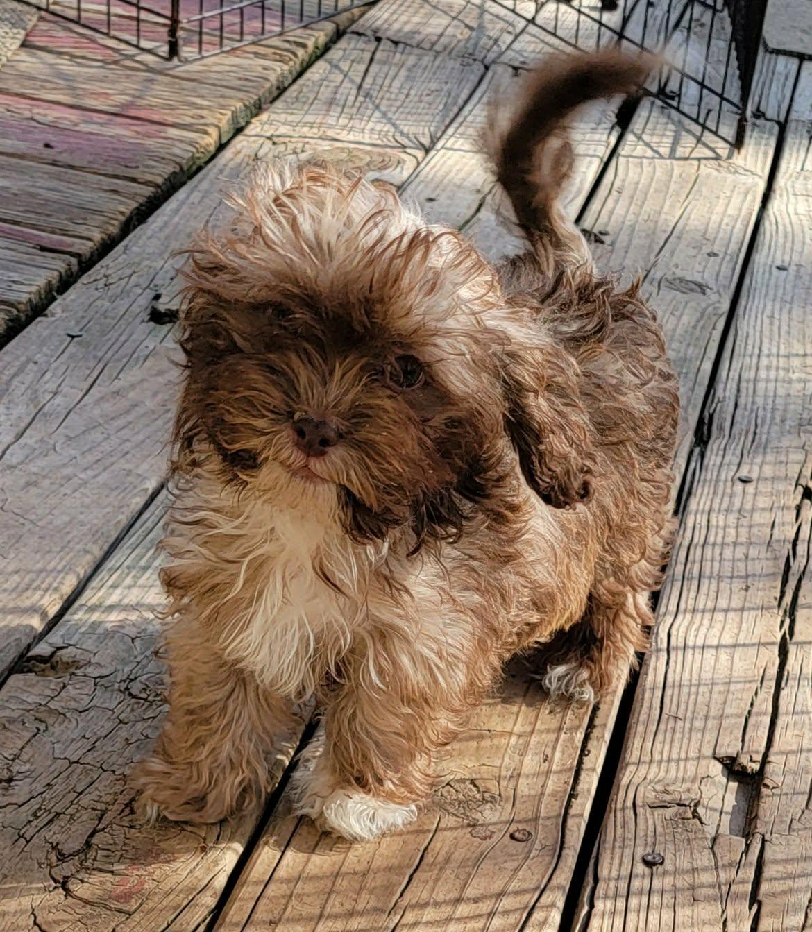 Enlarge Alex, an adopted mixed breed in Van Alstyne, TX image 1/3
