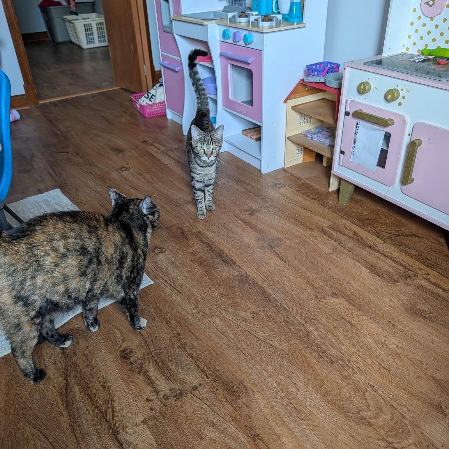 Enlarge Chloe, a Adoptable Domestic Short Hair in Beltsville, MD image 2/2