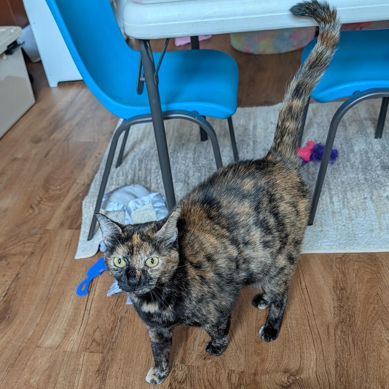 Chloe, Adoptable, Young Female Domestic Short Hair.