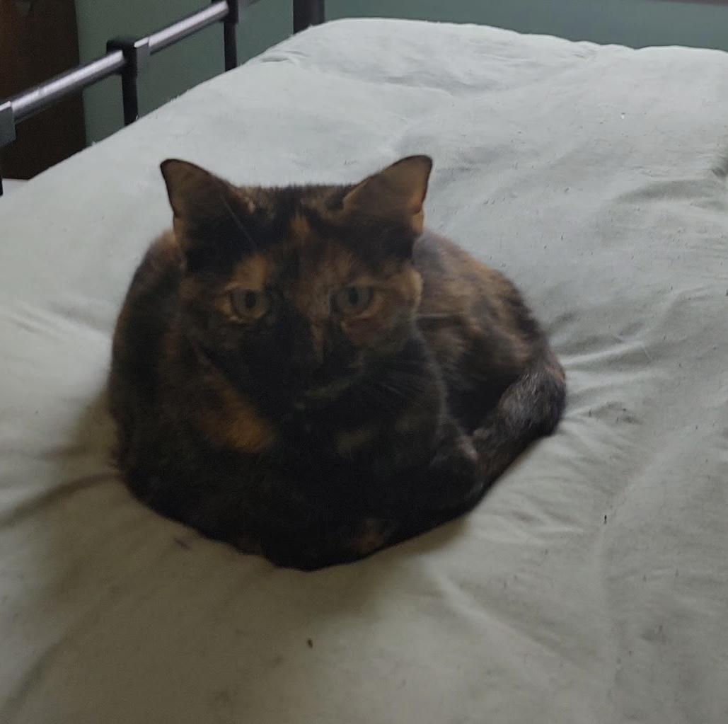 Chloe, Adoptable, Adult Female Domestic Short Hair.