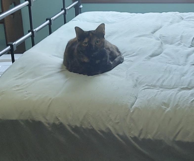 Enlarge Chloe, a Adoptable Domestic Short Hair in Beltsville, MD image 2/2