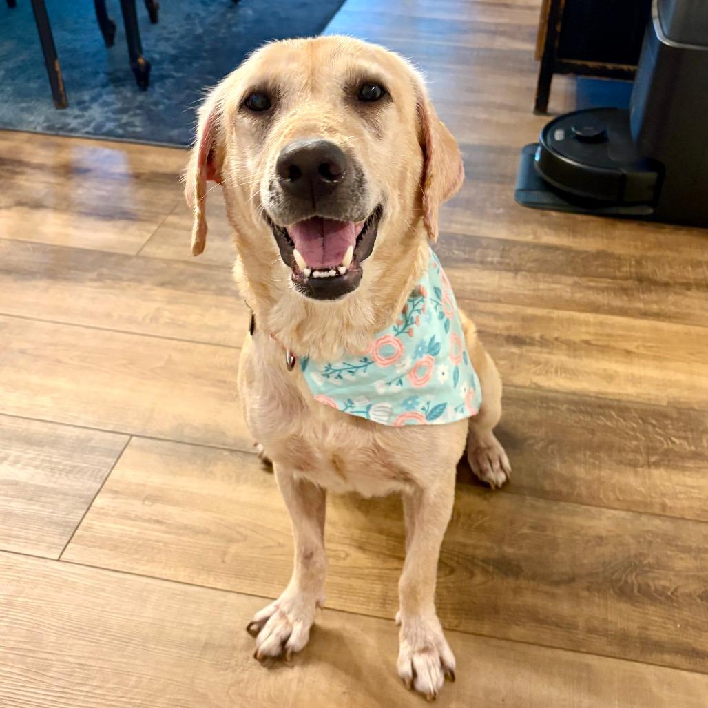 Enlarge Jasmine D12592, a Adoptable Yellow Labrador Retriever in St. Cloud, MN image 1/5