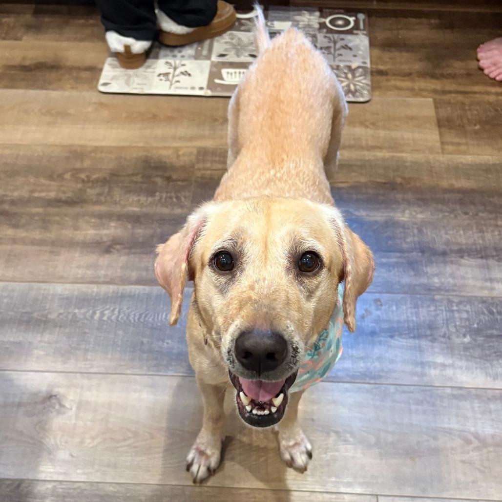 Enlarge Jasmine D12592, a Adoptable Yellow Labrador Retriever in St. Cloud, MN image 2/5