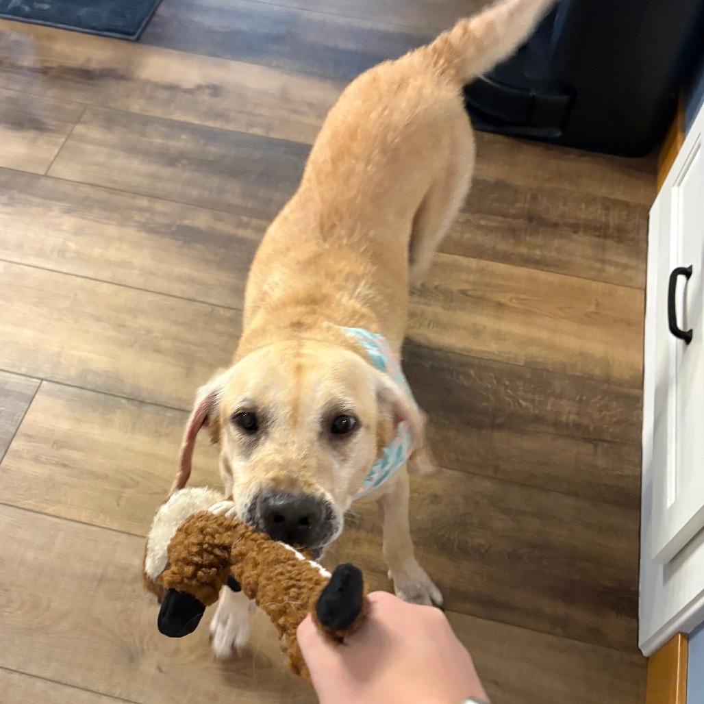 Enlarge Jasmine D12592, a Adoptable Yellow Labrador Retriever in St. Cloud, MN image 3/5
