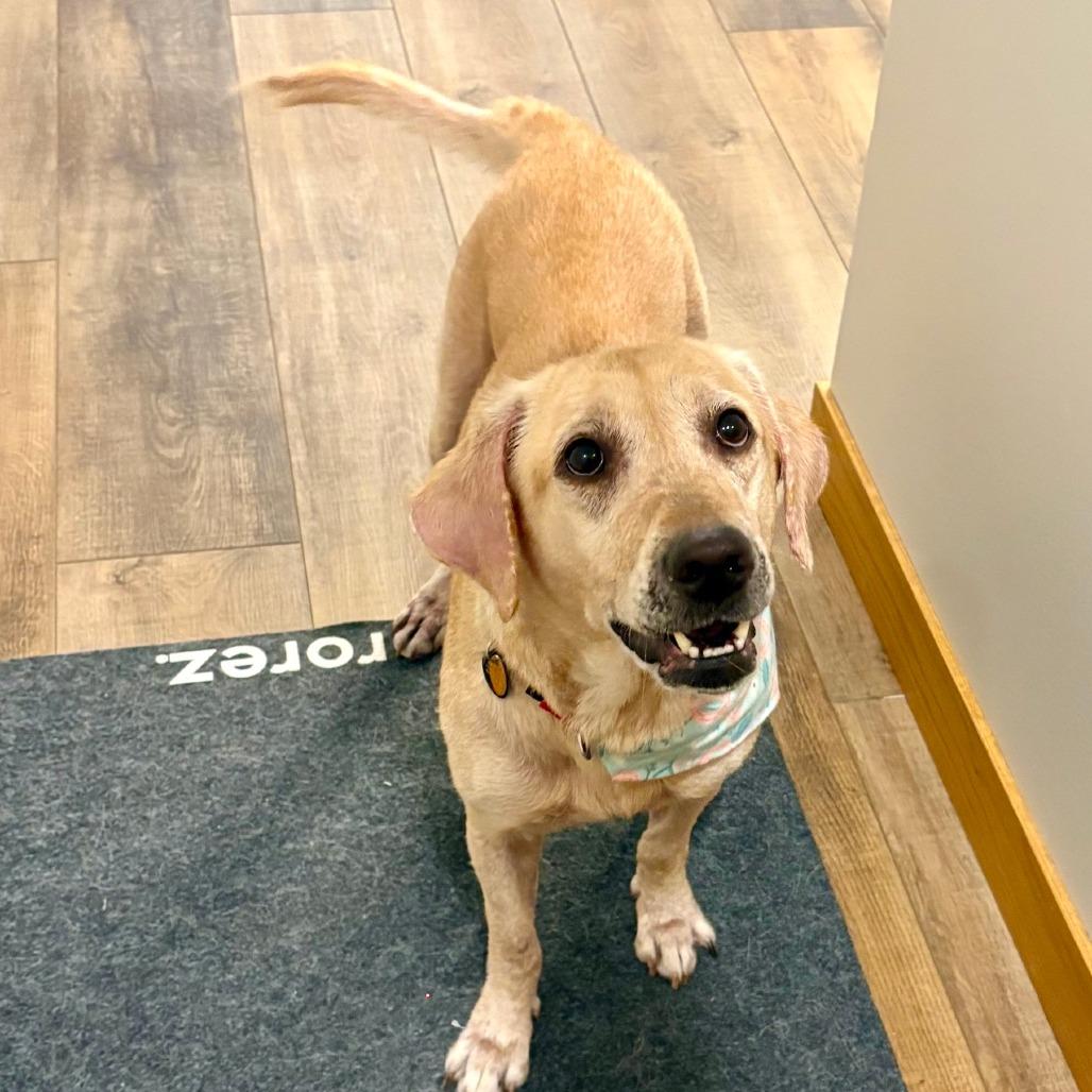 Enlarge Jasmine D12592, a Adoptable Yellow Labrador Retriever in St. Cloud, MN image 4/5