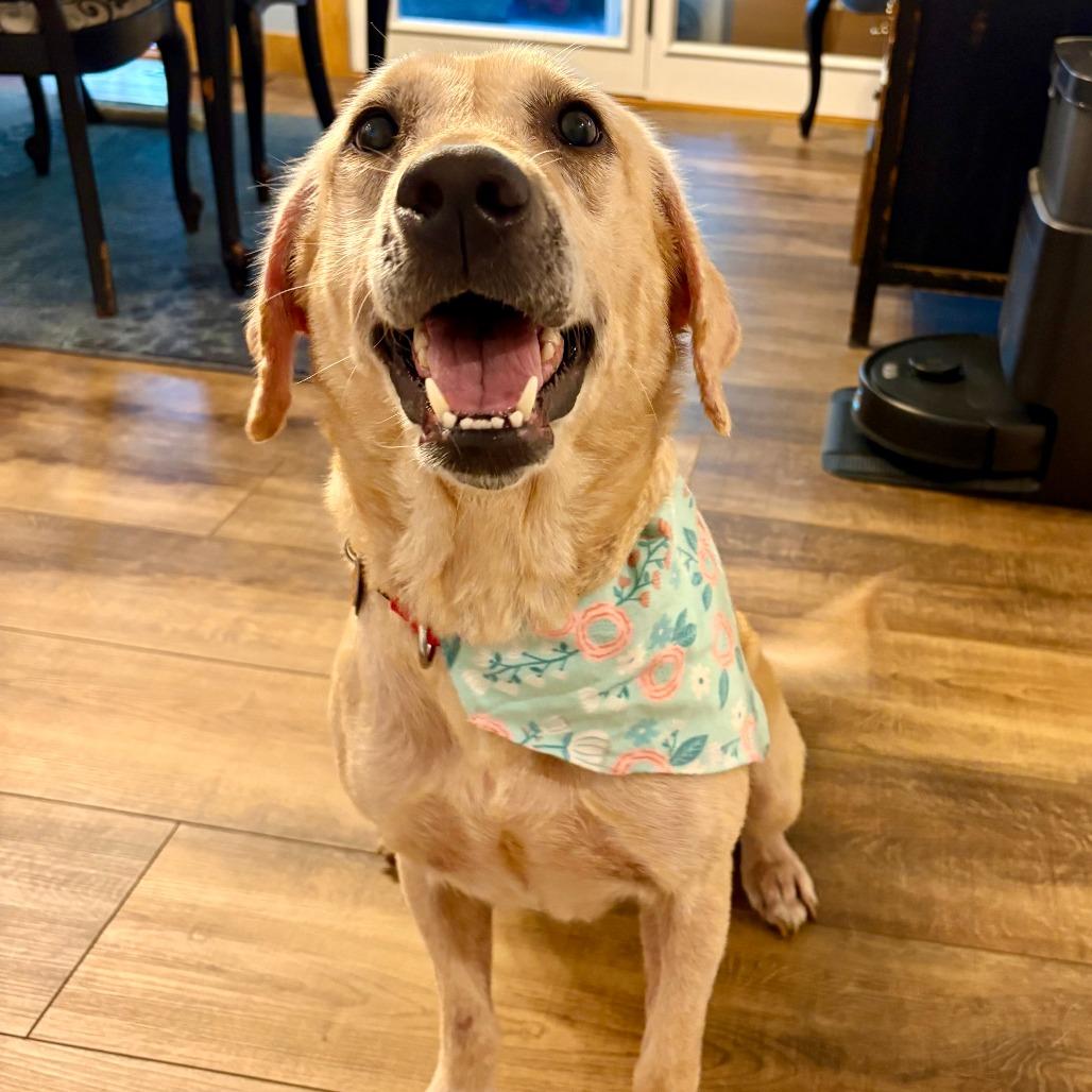 Enlarge Jasmine D12592, a Adoptable Yellow Labrador Retriever in St. Cloud, MN image 5/5