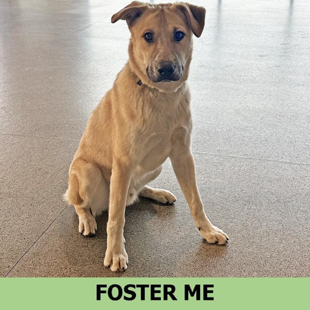 Dom, Adoptable, Young Male Mixed Breed.