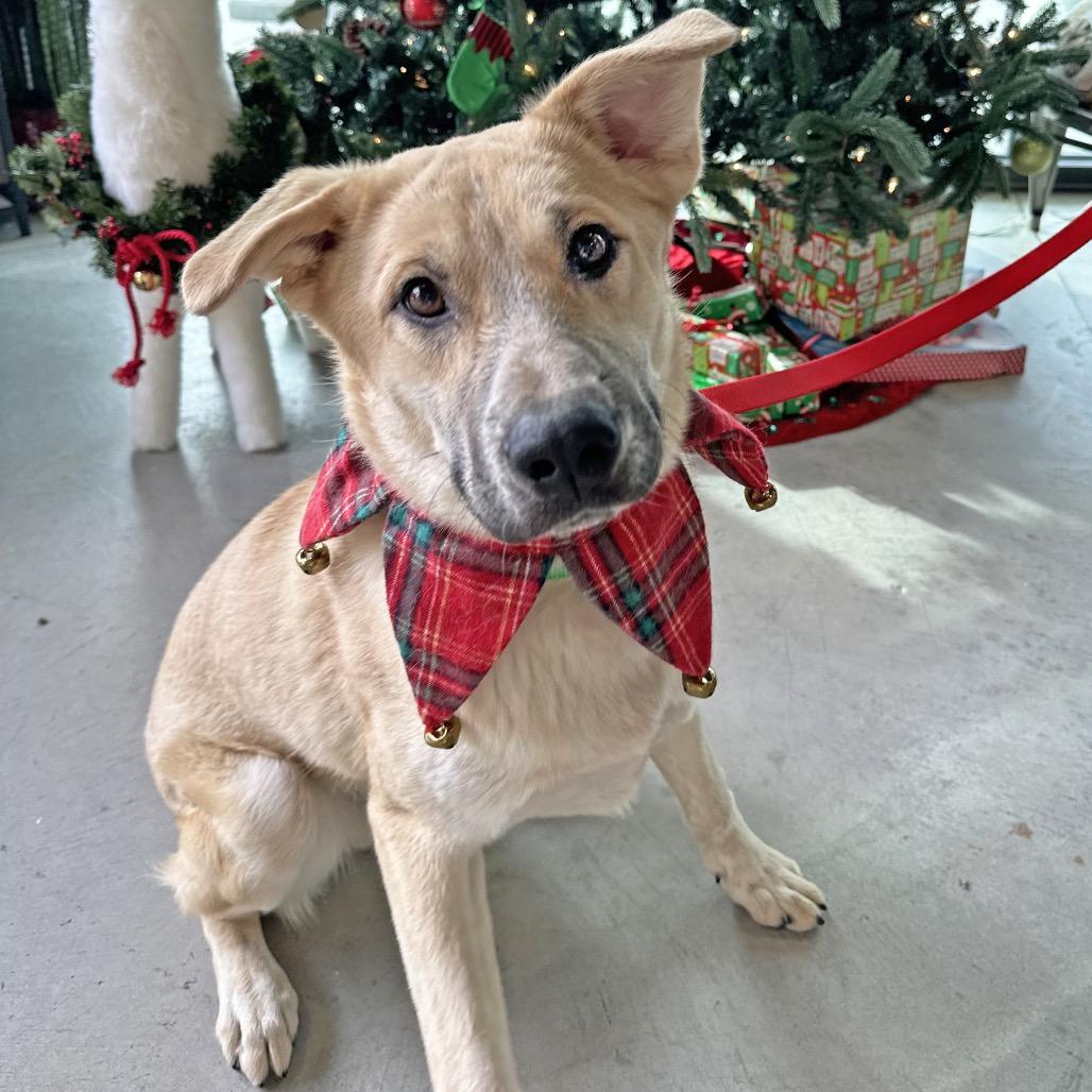 Dom, Adoptable, Young Male Mixed Breed.