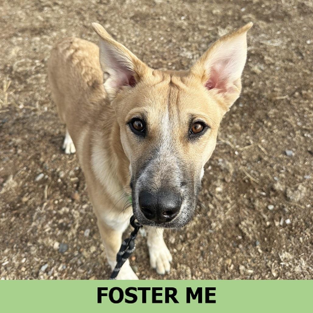Dom, a Adoptable Mixed Breed in Hailey, ID image 2/6