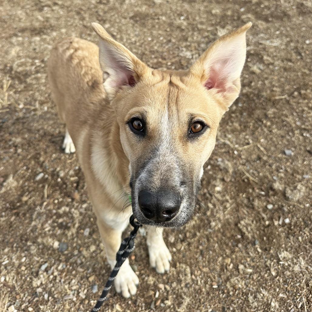 Dom, a Adoptable Mixed Breed in Hailey, ID image 3/6